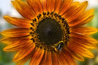 Sonnenblume mit Gast