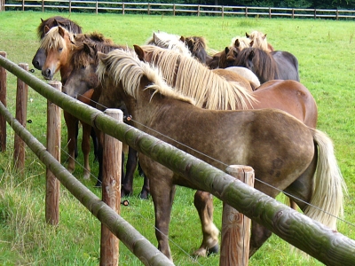 Pferdestärken im Münsterland