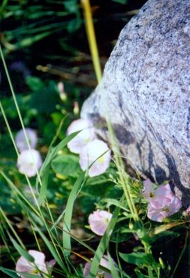 Stein mit Blumen