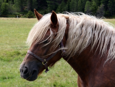 Grüß Gott im Pinzgau