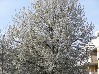 Kirschblüte1