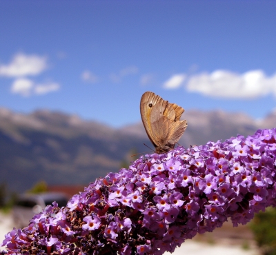 Papillon im Sommerwind