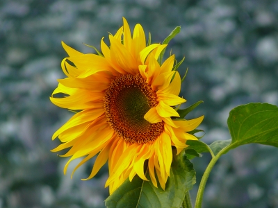 "Blume der Sonne"