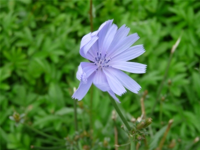 Blaue Blume