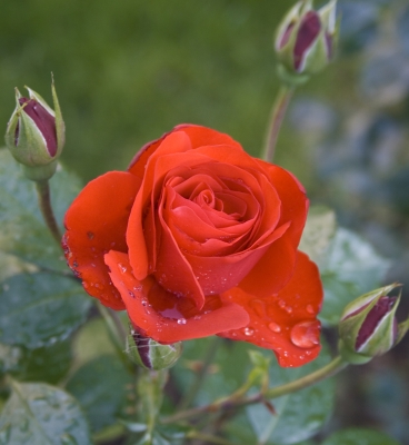 Rosenblüte nach dem Regenschauer