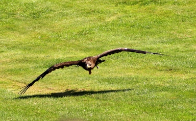 Geier Sturzflug