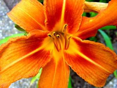 Lilienblüte, Hemerocallis, Hemerocallidaceae