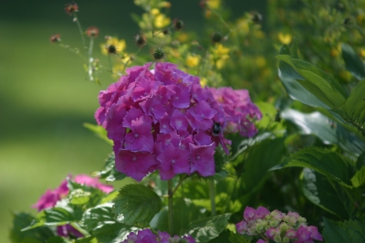 Hortensie