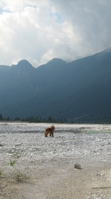 Kleiner Hund betrachtet große Berge