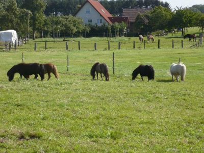 Pferde im Sauerland