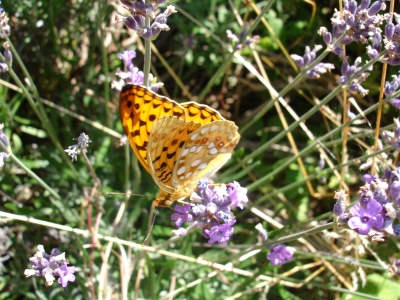 Schmetterling