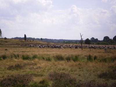 Schafherde in der Lüneburger Heide