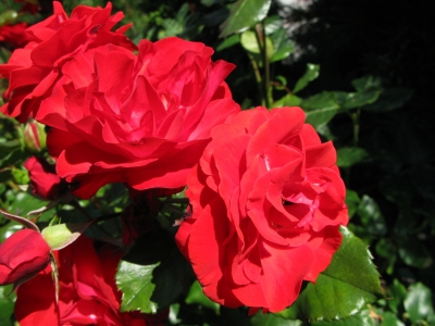 Rote Rosen der Liebe