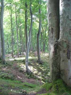 buchenwald auf rügen