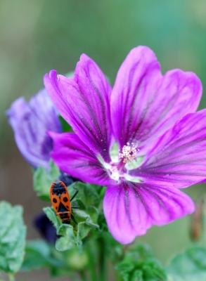 Feuerwanze neben lila Blüte