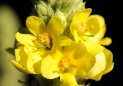 Gelbe Blüten 2
