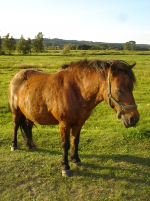 Stilleben mit Pferd