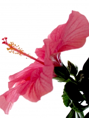 Hibiskus