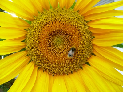 Corona mit Biene