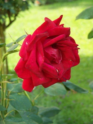 Rote Rose