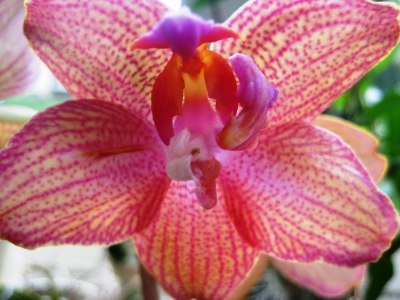 Orchideenblüte im Gegenlicht 3