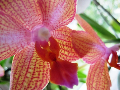 Orchideenblüten im Gegenlicht 1