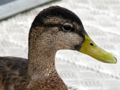 Enten-Portrait