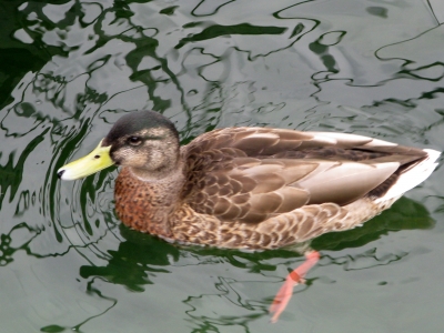 Ente auf dem Rhein