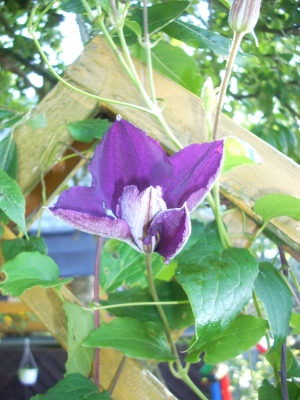 Clematis