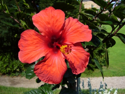 Hibiskusblüte