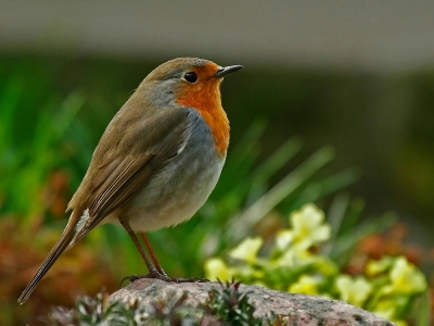 Im Garten gern gesehen