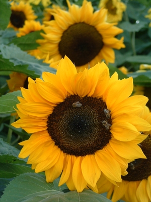 Sonnenblume mit Besuchern