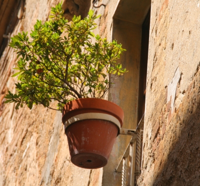 Topfpflanze vor Fenster in der Toskana