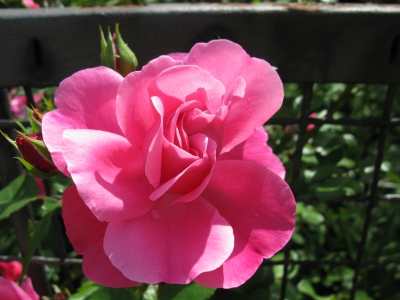 Schönheit in Rosa