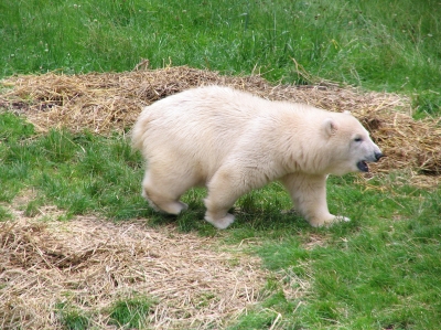 Eisbär Flocke - Tiergarten Nürnberg 02