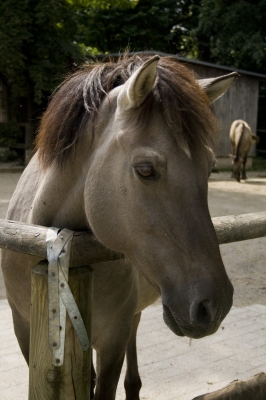 Pferde-Portrait