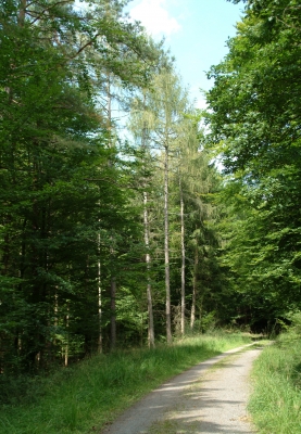 Waldspaziergang