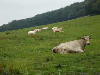 Rinder im Sauerland