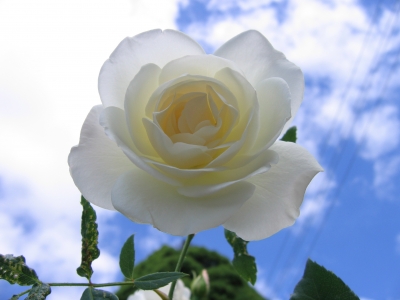 Eine weiße Rose...