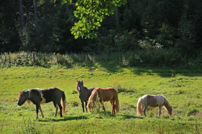 Pferdekoppel mit 4 Pferden