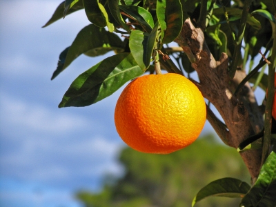 Orange am Baum