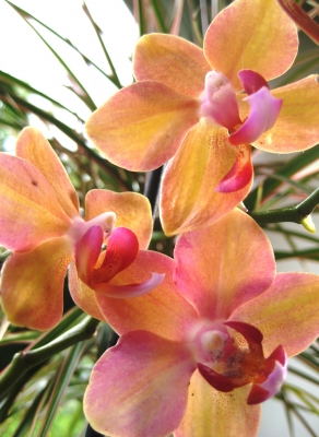 Orchideenblüten im Gegenlicht 4