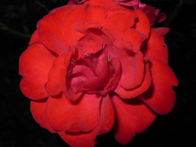 Rose, rot 2