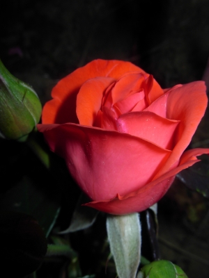 Rose, rot 3