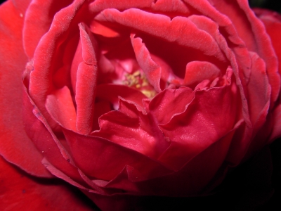 Rose, rot 4