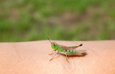 grashüpfer auf dem arm