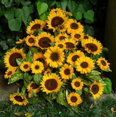 ein Strauß Sonnenblumen