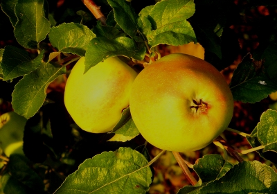 Äpfel im Abendlicht