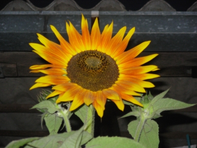 Sonnenblume 1