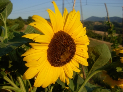 Sonnenblume 2